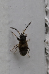 Scolopostethus decoratus