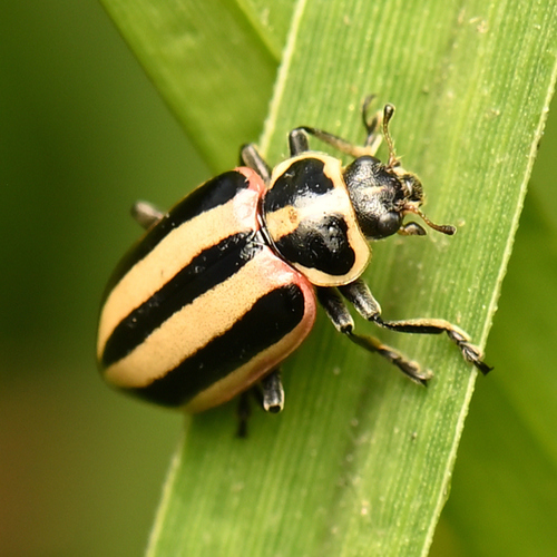 Paranaemia vittigera (Mannerheim, 1843)