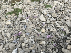 Noccaea rotundifolia