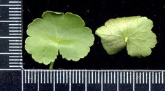 Hydrocotyle americana