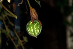 Coccinea