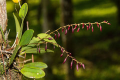 Stelis multirostris