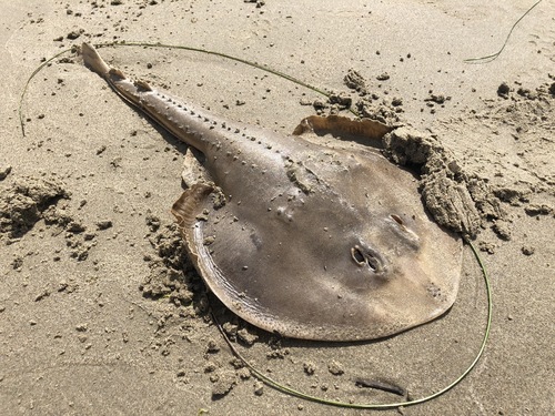 Thornback Guitarfish (Platyrhinoidis triseriata), a species recorded in California