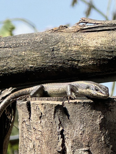 African Striped Skink