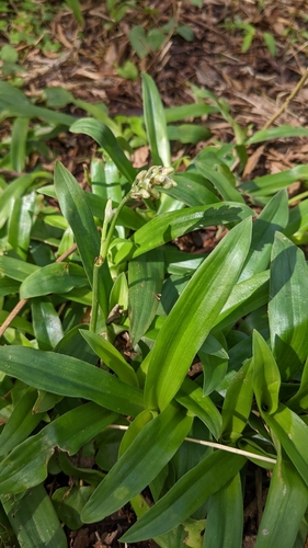 Murdannia bracteata, photograph 3
