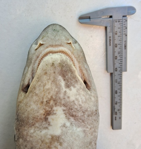 Narrowmouth cat shark (Schroederichthys bivius) — Scyliorhinidae — 3
