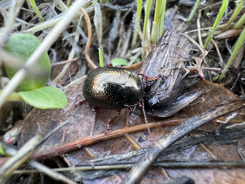 Bronze Beetle, Sugarloaf Mountain Open Space, San Mateo, CA, US, photo 8 of 10