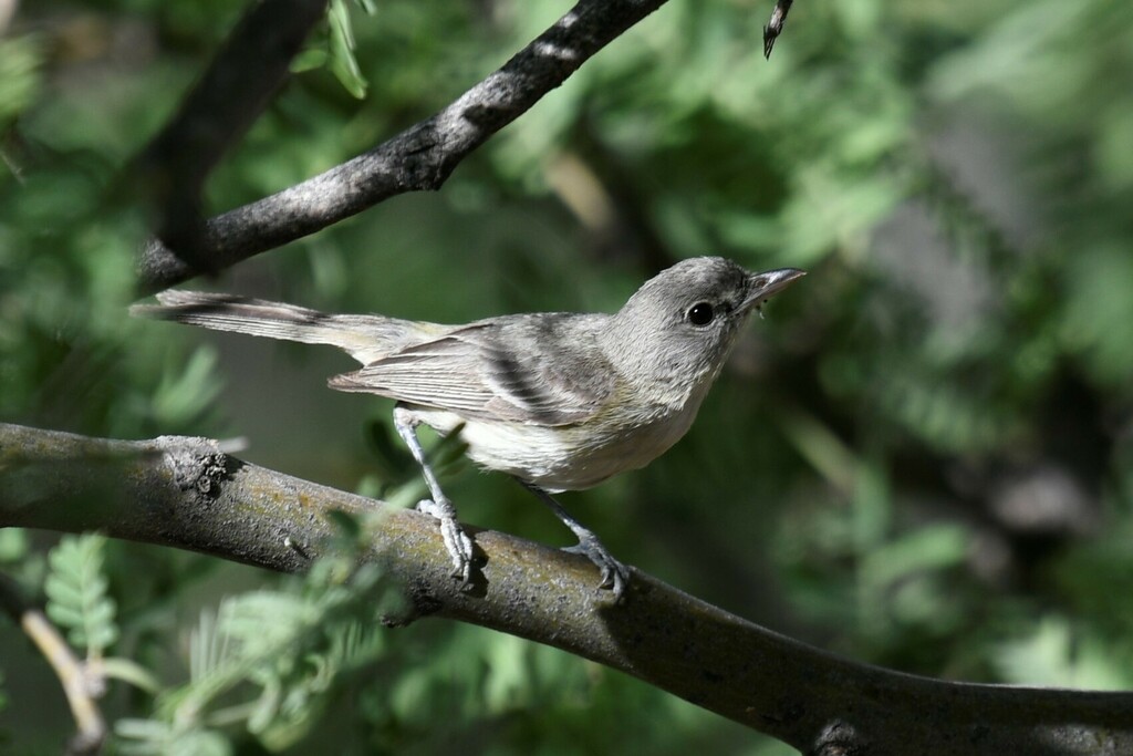 Bell's Vireo (Arizona)