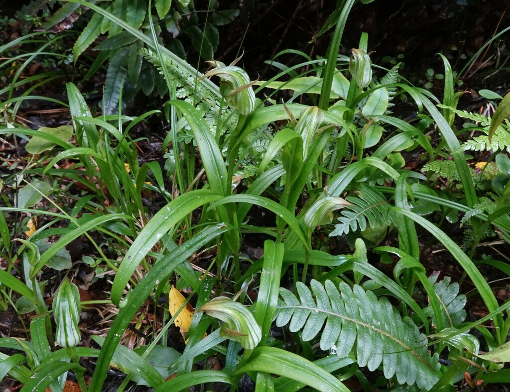 Pterostylis auriculata