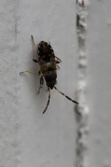 Scolopostethus decoratus