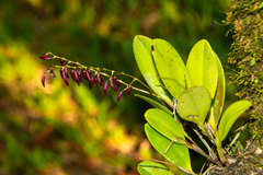 Stelis multirostris