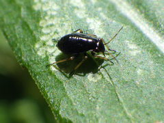 Orthotylinae