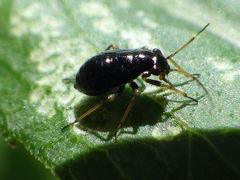 Orthotylinae