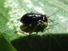 Orthotylinae