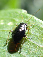 Orthotylinae