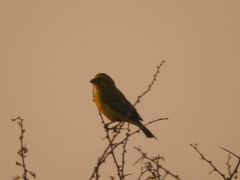 Crithagra flaviventris