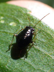 Orthotylinae