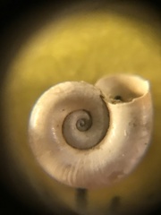 Gyraulus parvus