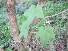 Ceratiosicyos laevis