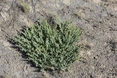 Euphorbia astyla