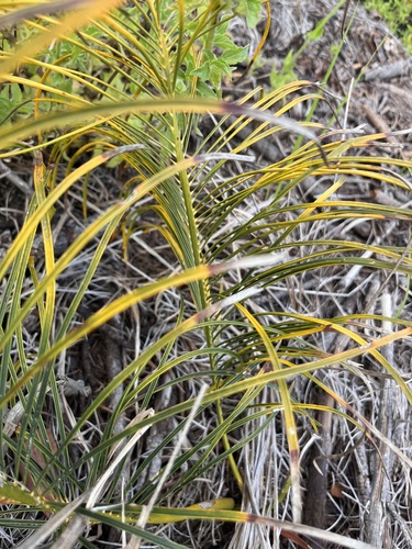 Image of Macrozamia pauli by no rights reserved