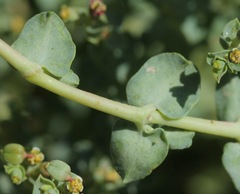 Euphorbia astyla