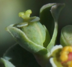 Euphorbia astyla