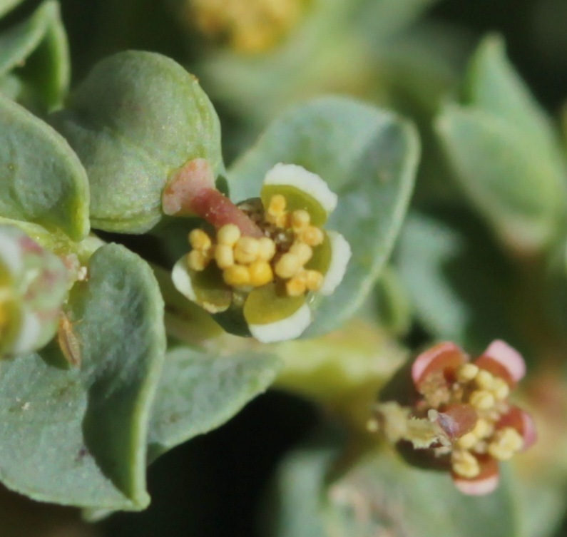 Euphorbia astyla