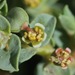 Euphorbia astyla - Photo (c) Nathan Taylor,  זכויות יוצרים חלקיות (CC BY-NC), הועלה על ידי Nathan Taylor