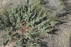 Euphorbia astyla