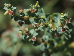 Euphorbia astyla