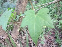 Ceratiosicyos laevis