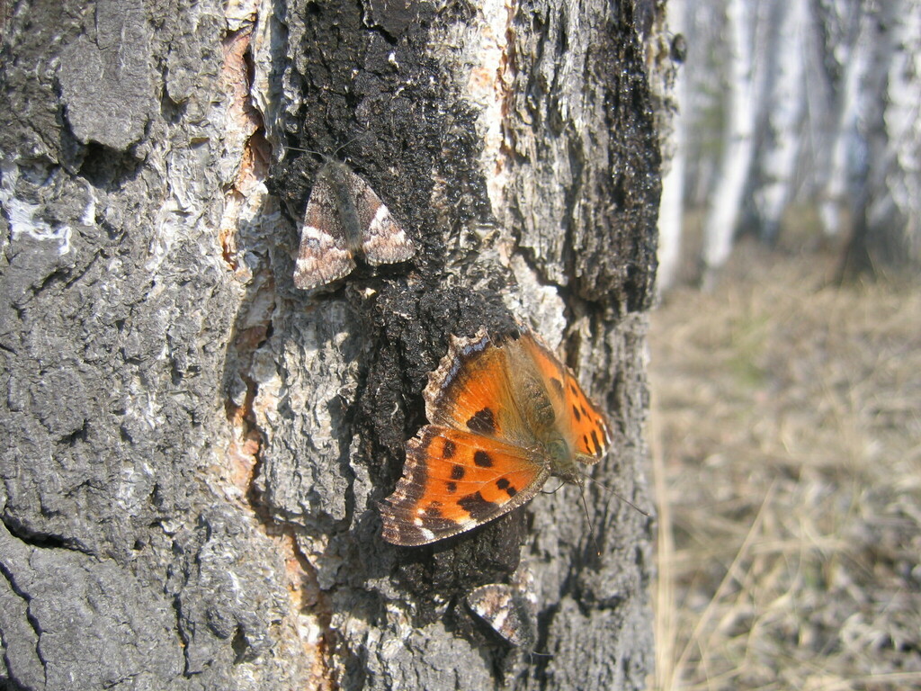 Scarce Tortoiseshell
