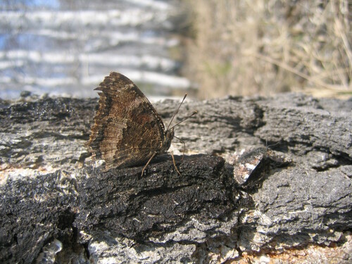 Scarce Tortoiseshell photo 6