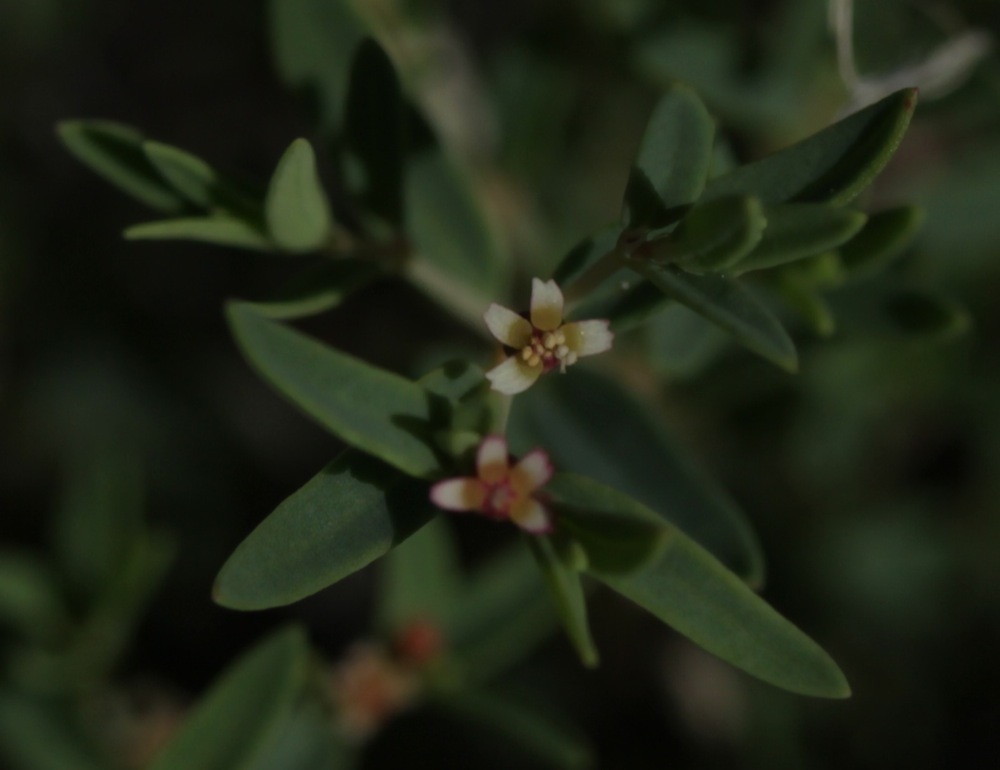 Euphorbia chaetocalyx