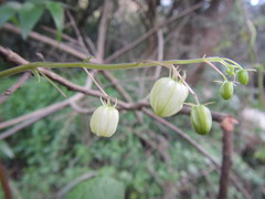 Ceratiosicyos laevis