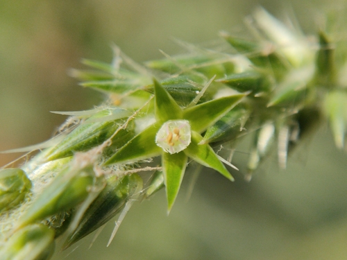 Achyranthes aspera iNat (1)