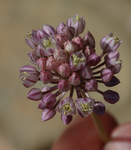 Image of Allium synnotii by (c) Tony Rebelo, some rights reserved (CC BY-SA)