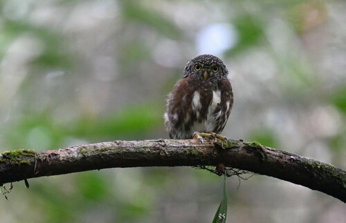 Sunda Owlet (Taenioptynx sylvaticus), photo 1
