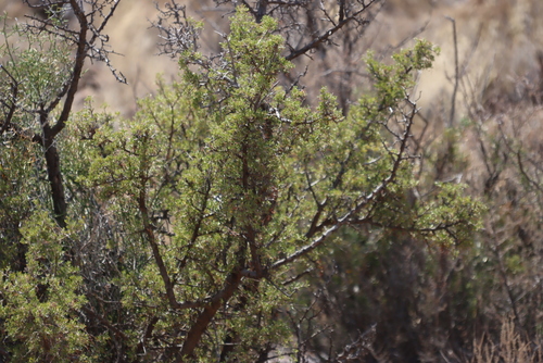 Image of Searsia burchellii by (c) Tony Rebelo, some rights reserved (CC BY-SA)