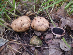 Scleroderma michiganense
