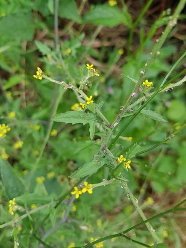 Sisymbrium officinale