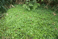 Hydrocotyle americana