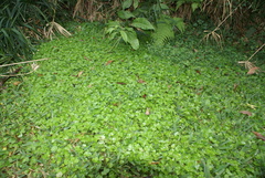 Hydrocotyle americana