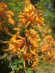 Rhododendron austrinum