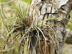 Tillandsia eistetteri
