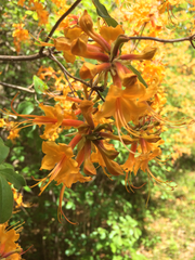 Rhododendron austrinum