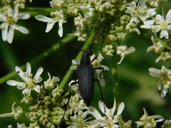 Anastrangalia dubia