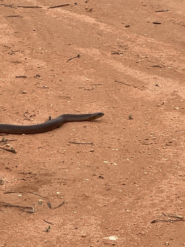 Mulga Snake sighting