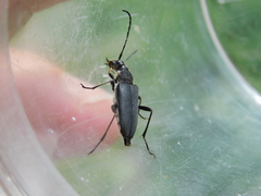 Anastrangalia dubia
